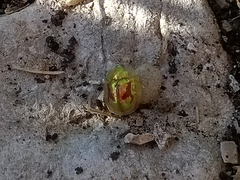 Cassida subreticulata