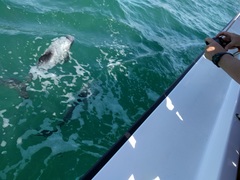 Cephalorhynchus hectori