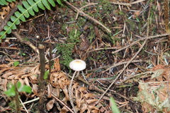 Dendrocollybia racemosa image
