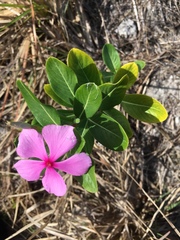 Catharanthus roseus image