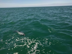 Cephalorhynchus hectori