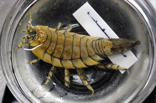 Saduria sibirica