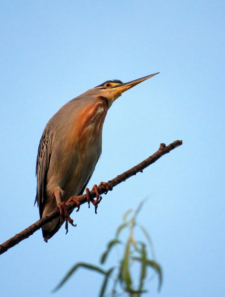 Striated Heron