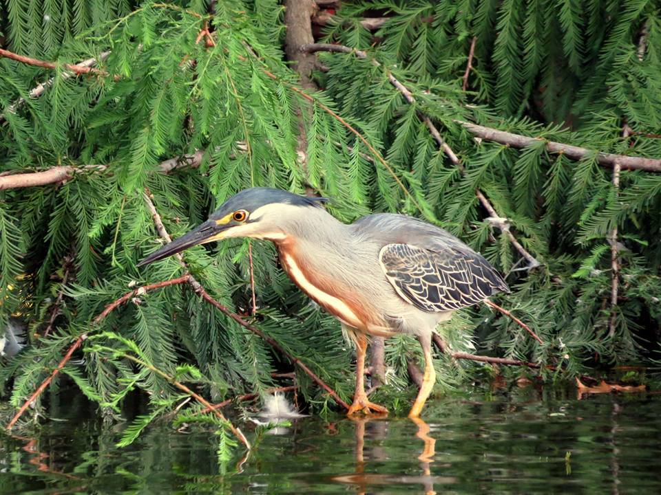 Striated Heron