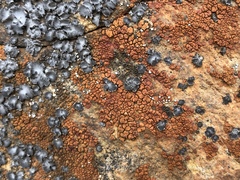 Acarospora sinopica image