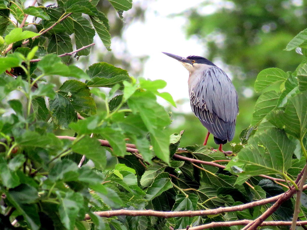 Striated Heron