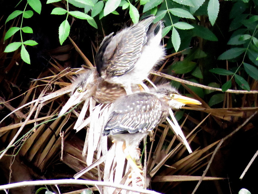 Striated Heron