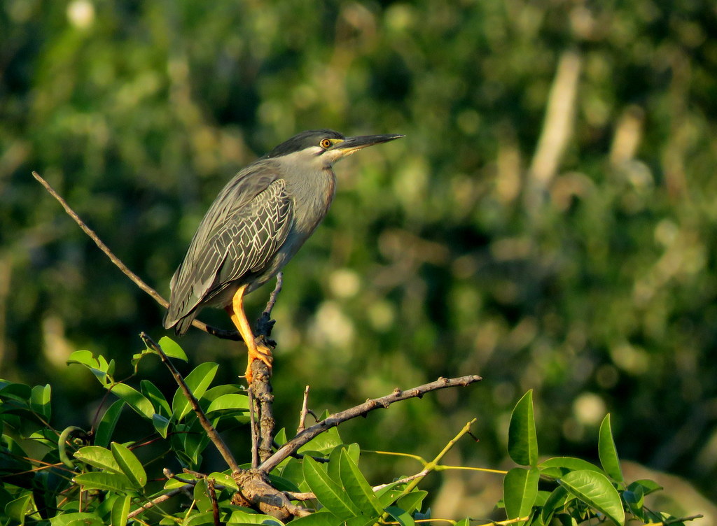 Striated Heron
