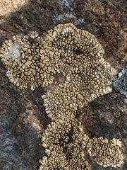 Acarospora bullata image