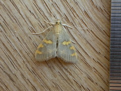 Rehimena surusalis