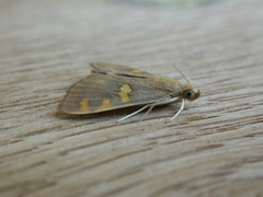 Rehimena surusalis