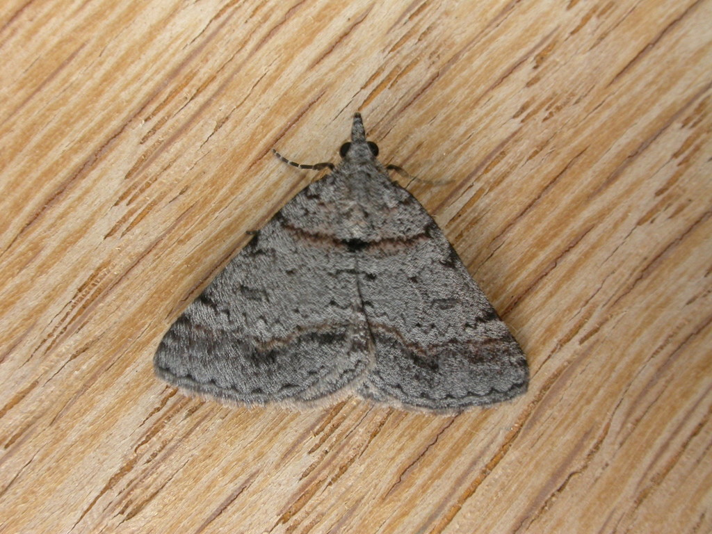 Dichromodes obtusata