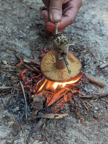Corrugated Milk Cap