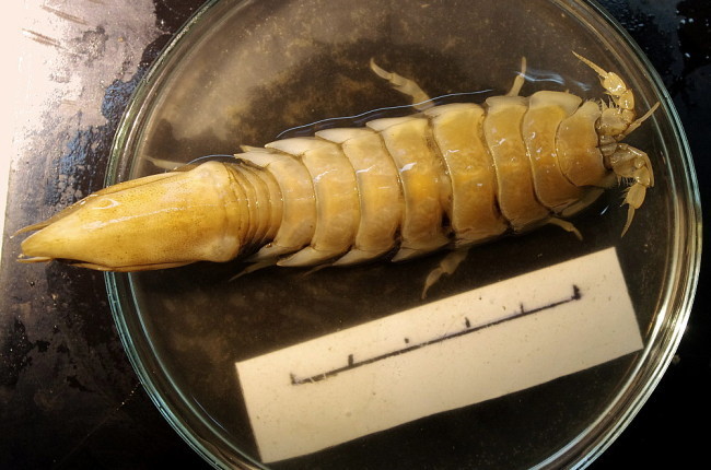 Saduria sabini