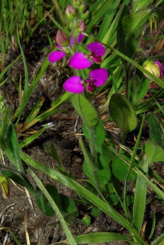 Polygala ohlendorfiana image