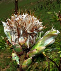 Protea gaguedi image