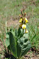 Argyrolobium robustum