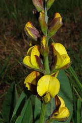 Argyrolobium robustum