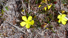 Hibbertia procumbens