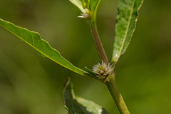 Image of Alternanthera nodiflora