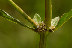 Alternanthera nodiflora image