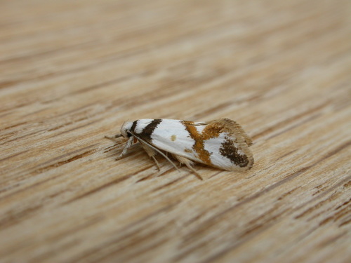 Lepidotarsa habrodelta (Lower, 1897)