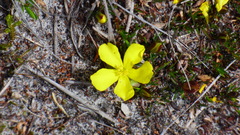 Hibbertia procumbens