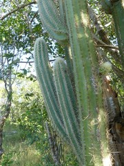 Pilosocereus