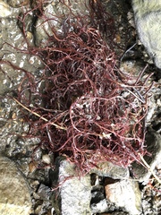 Gracilaria