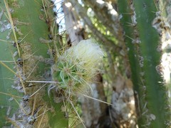 Pilosocereus