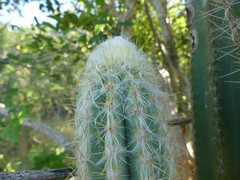 Pilosocereus