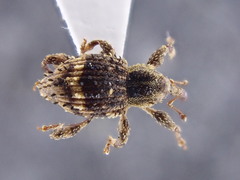 Trachodes hispidus