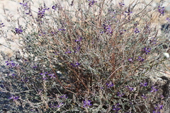 Psorothamnus polydenius