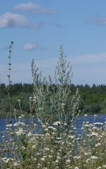 Artemisia absinthium