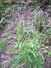 Bromus nottowayanus