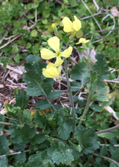 Raphanus raphanistrum raphanistrum