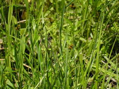 Carex bebbii