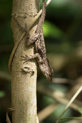 Anolis