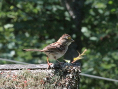 Zonotrichia albicollis image