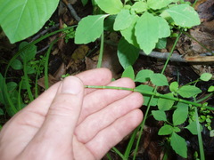 Equisetum laevigatum