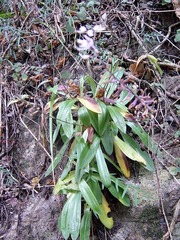 Stenoglottis
