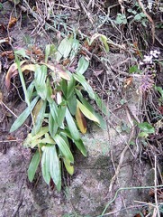 Stenoglottis