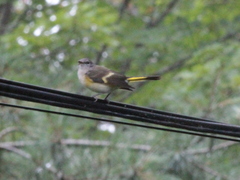 Setophaga ruticilla image