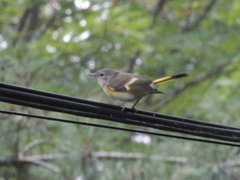 Setophaga ruticilla image