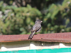 Junco hyemalis image