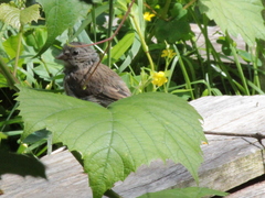 Junco hyemalis image