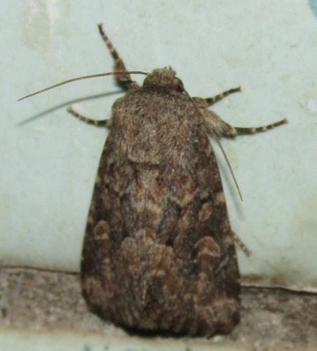 Flounced Rustic photo 5