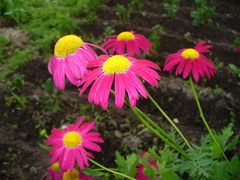 Tanacetum coccineum