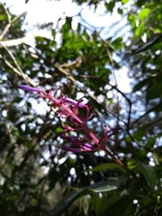 Palicourea angustifolia