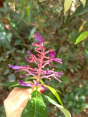 Palicourea angustifolia